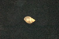 藏品(小椎實螺)的圖片